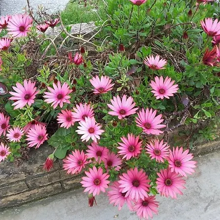 Dom wakacyjny Stathi's Divarata