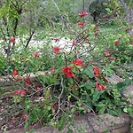 Stathi's Holiday home