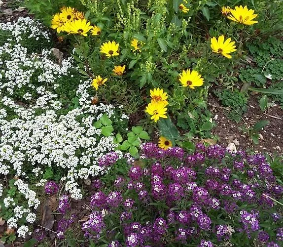 Case de vacanță Stathi's